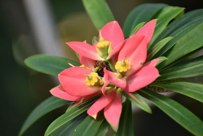 Close-up of pink flower