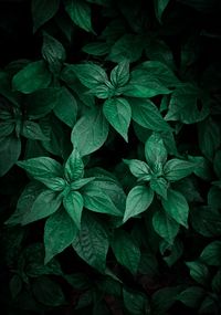 The beautiful green plant leaves in the garden in the nature
