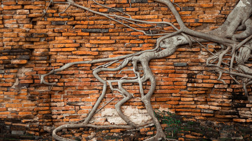 View of lizard on wall