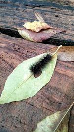 Close-up of wooden leaf