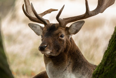 Close-up of deer