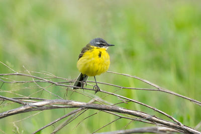 Close-up of bird perching on plant