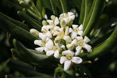 Close-up of white flowers blooming outdoors