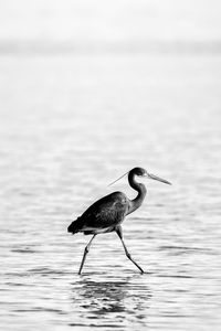 High angle view of gray heron on water