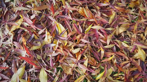 Full frame shot of leaves on field