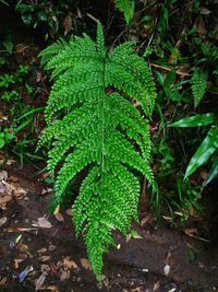 Close-up of fresh green plant