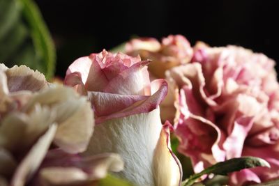 Close-up of rose bouquet against black background