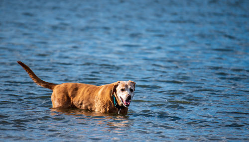 Dog standing in a lake