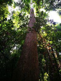 Low angle view of trees