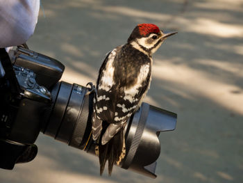 Close-up of a great woodpecker fledgling perching on camera