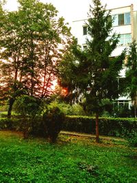 Trees on grassy field