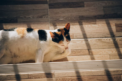 Cat sitting on floor