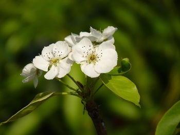 Close-up of white flowering plant