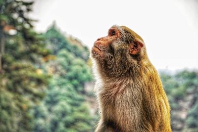 Close-up of a monkey looking up