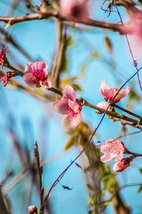 Low angle view of cherry blossoms in spring