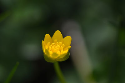 Close-up of yellow flower blooming outdoors