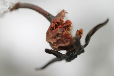 Close-up of dried plant