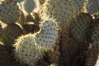 Close-up of prickly pear cactus