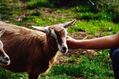 Full length of hand petting goat on field