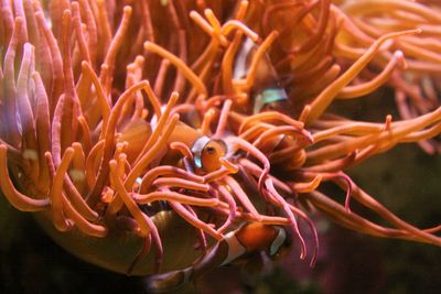 Clown fishes swimming in sea