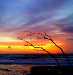 Silhouette of palm trees at sunset