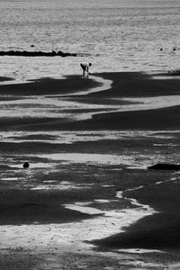 Scenic view of beach