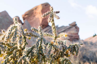 Low angle view of plant against sky