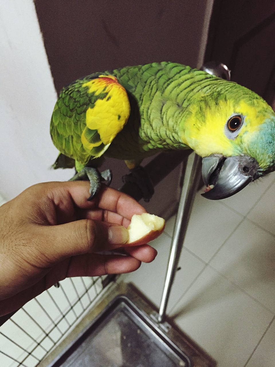 animal themes, bird, one animal, animals in the wild, parrot, wildlife, close-up, yellow, perching, beak, focus on foreground, indoors, holding, person, animal head, day, one person, side view, multi colored