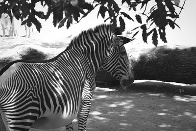 Close-up of zebra standing by tree