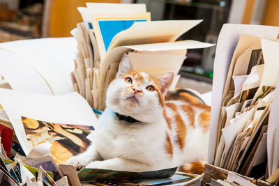 Cat looking away while sitting on table