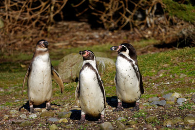 High angle view of penguins standing on ground