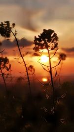 Close-up of silhouette plant on field against sky during sunset