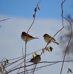 Low angle view of bird perching on branch against sky