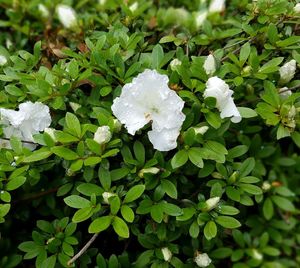 Close-up of white flowers