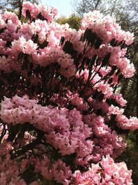 Close-up of pink flowers blooming on tree