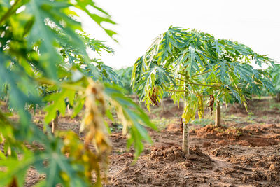 Close-up of fresh crop in field