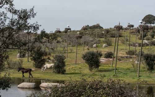 View of a horse on field