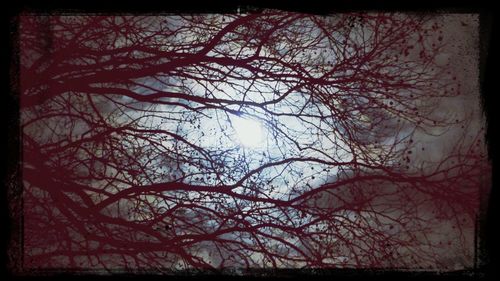 Low angle view of bare trees against sky