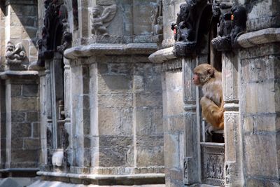 Cat in front of built structure