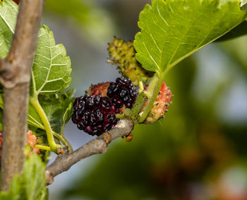 Close-up of berries growing on tree