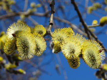 Close-up of flowers against sky