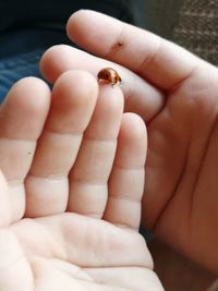 Cropped hands of child holding ladybug