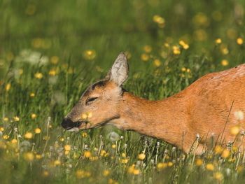 View of deer on field