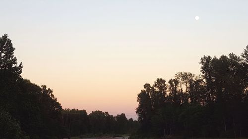 Silhouette trees against clear sky