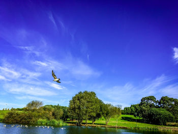 Bird flying over lake against blue sky