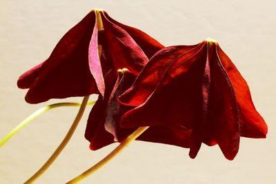 Close-up of red rose