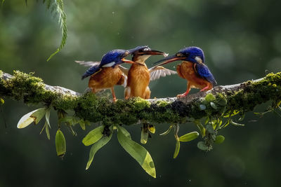 Birds perching on branch of tree