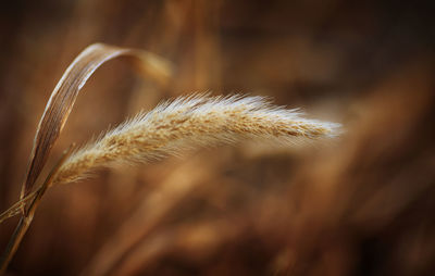 Close-up of dried plant