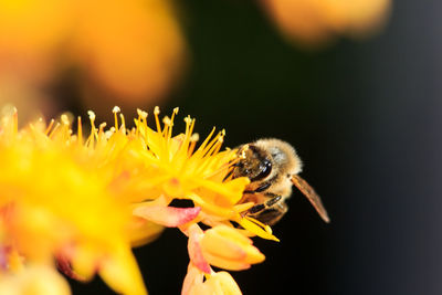 Close-up of bee on yellow flower