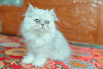 The pup of ginger cat.